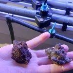 Maricultural Advances to Potentially Growing Murex Trunculus Snails in Israel Maricultural Advances to Potentially Growing Murex Trunculus Snails in Israel